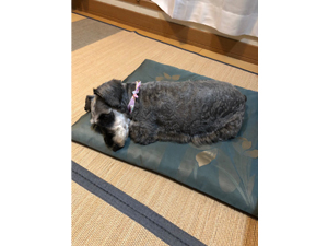 ☆モデル犬卒業後、里親さん宅での様子☆～ラフちゃん～